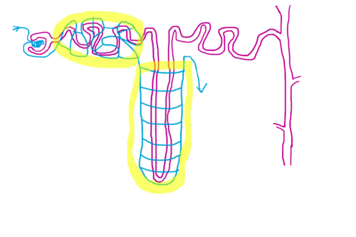 Ch lectures ap flashcards