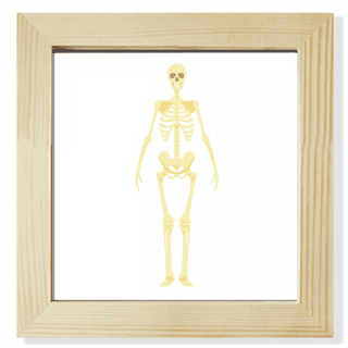 Picture human body