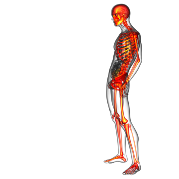 Skeletal png transparent images free download vector files