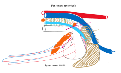 Integumentary system prefixsuffix flashcards
