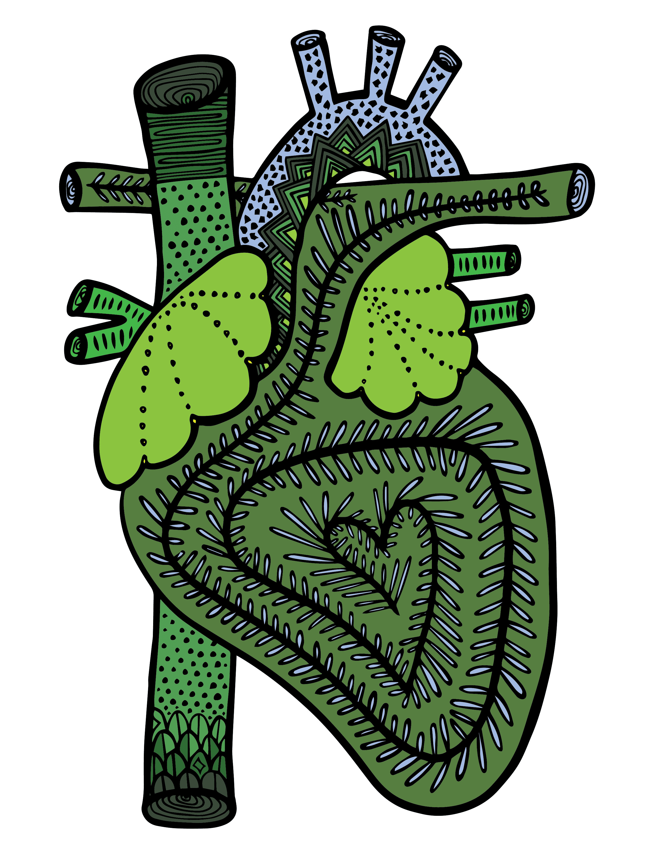 Anatomical hearts