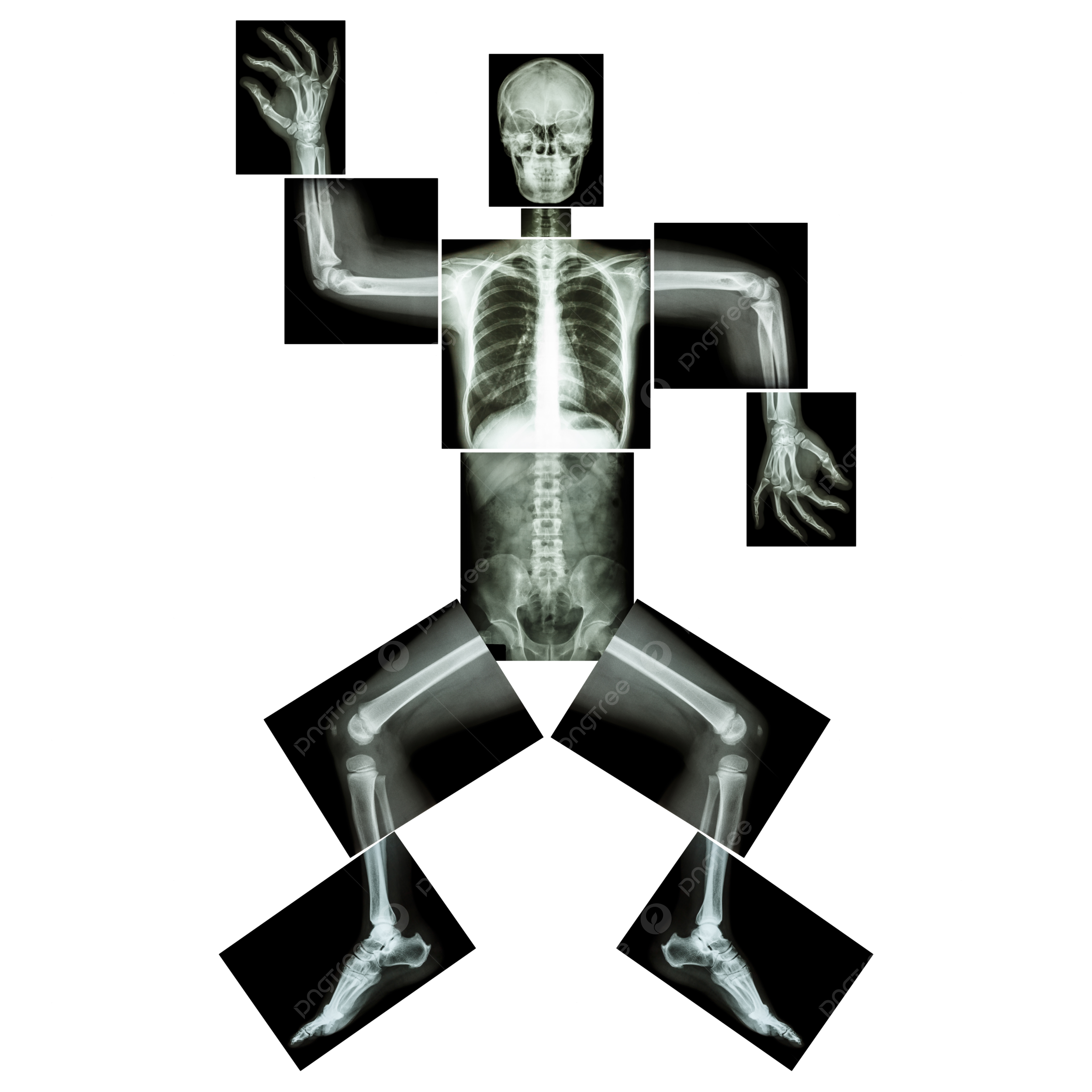 Whole body png vector psd and clipart with transparent background for free download
