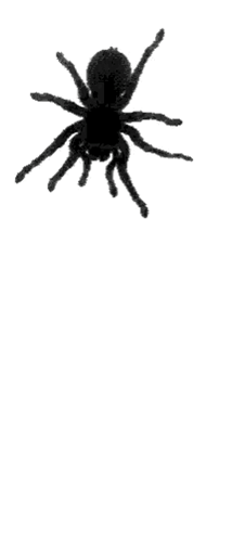 Wolf spider gifs