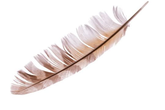 Pheasant feather png vector psd and clipart with transparent background for free download