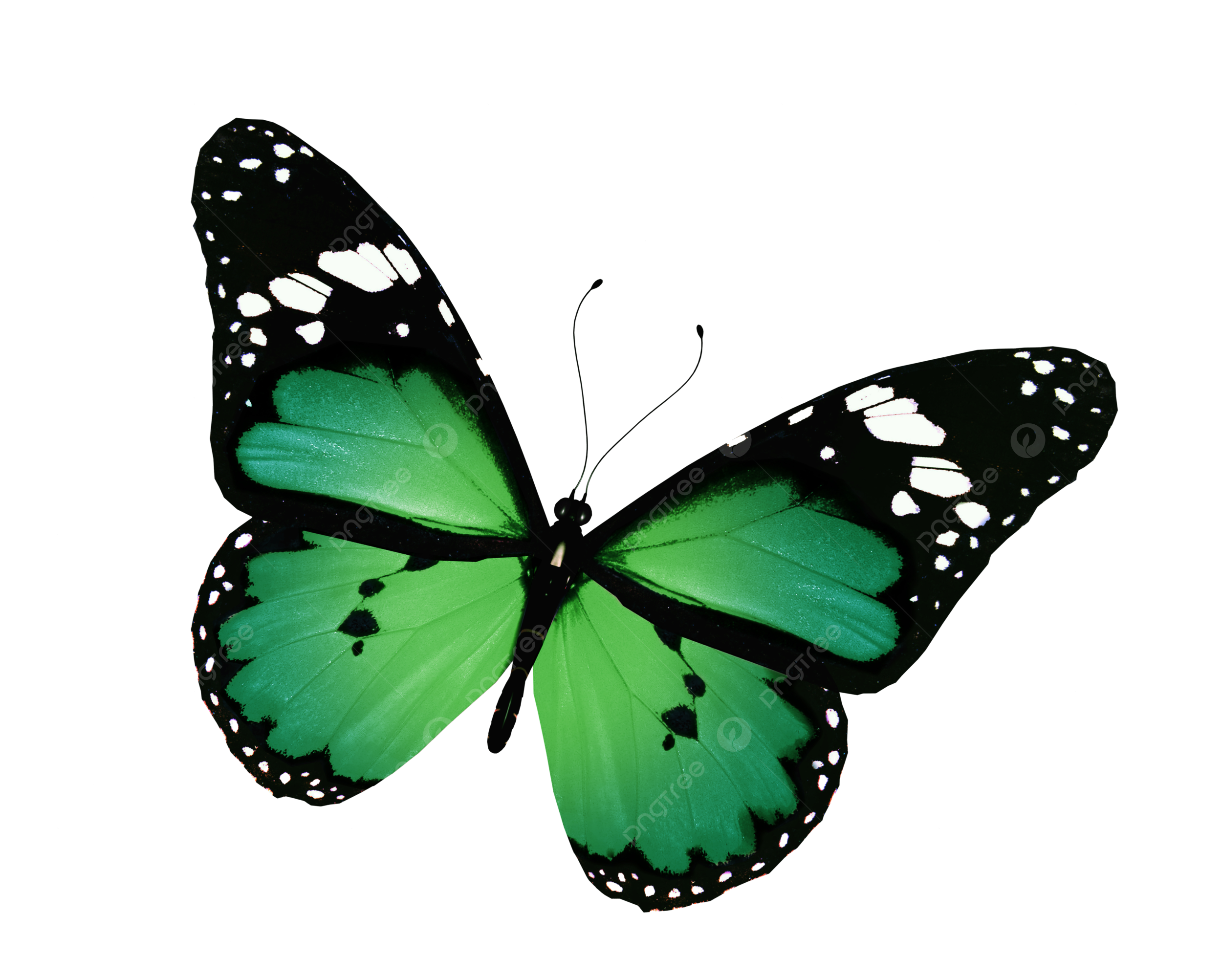 Single wings png transparent images free download vector files