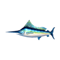 Blue marlin