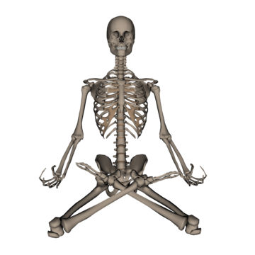 Human skeleton png transparent images free download vector files
