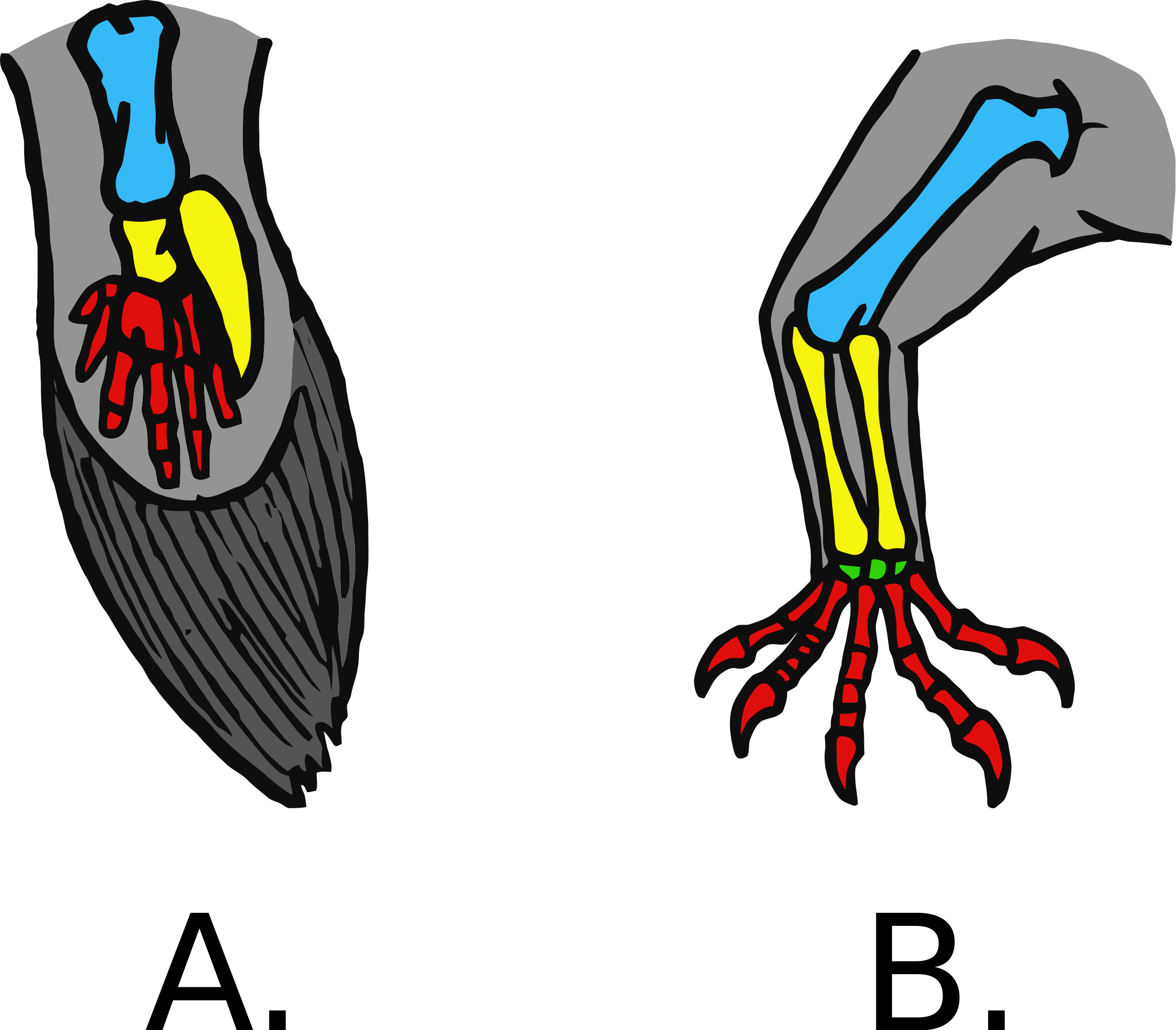 Táºp tincrossopterygii fins tetrapod legssvg â tiáºng át