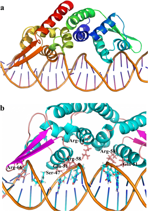 Negative regulation of bleomycins biosynthesis by arsrsmtb family repressor blmr in streptomyces verticillus applied microbiology and biotechnology
