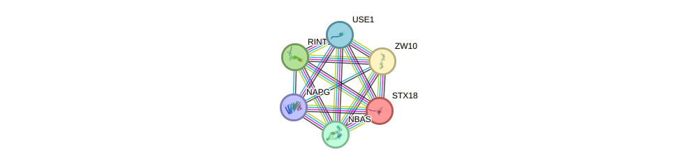 Nbas gene