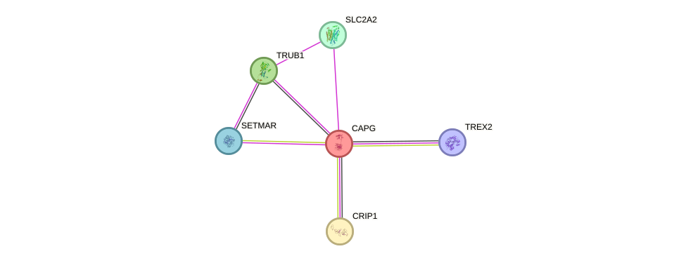 Capg gene