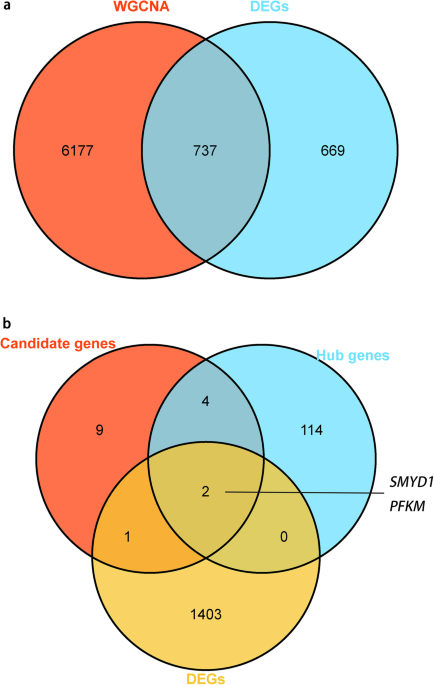 Identification of key genes affecting porcine fat deposition based on co