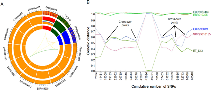 Chromosomal scale assembly reveals localized structural variants in avian caecal coccidian parasite eimeria tenella scientific reports