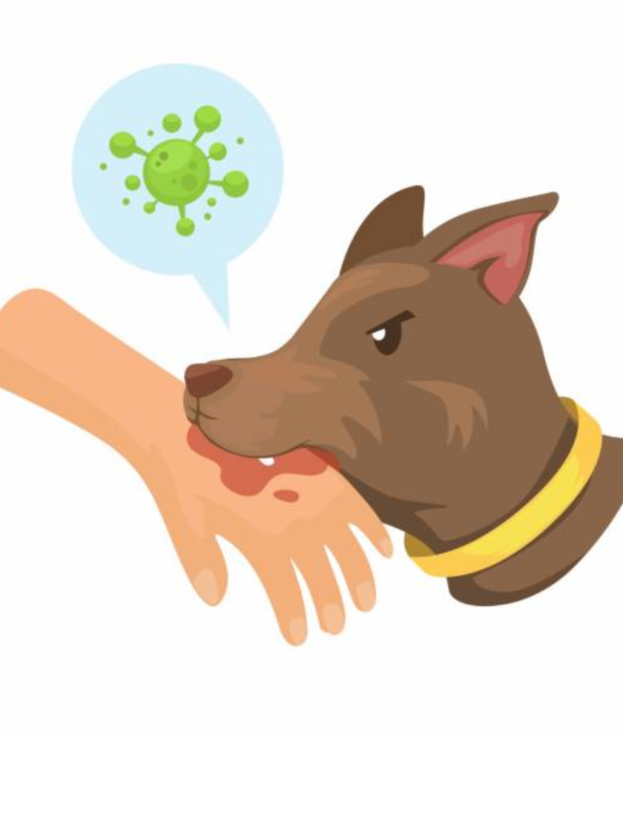 Mon animals whose bites can give you rabies times of india
