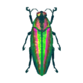 Jewel beetle