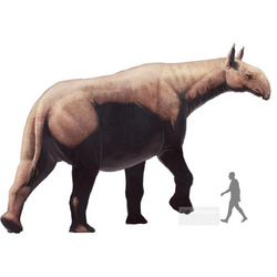 Paraceratherium wiki
