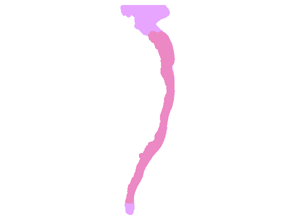 Carcharias trus east coast population â grey nurse shark east coast population