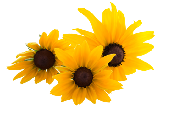 Flora circle png transparent images free download vector files