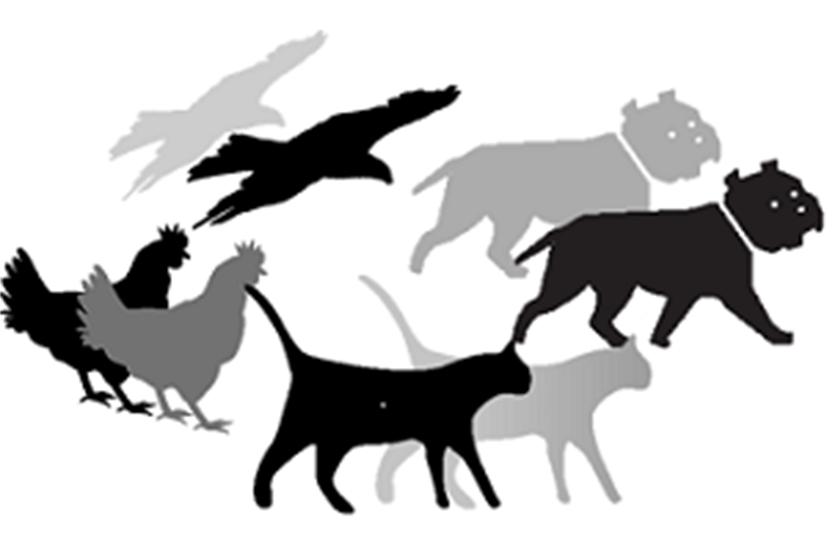 Number of animals permitted