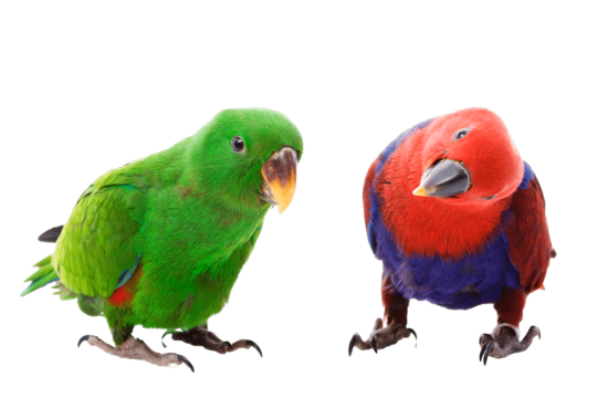 Green parrot standing png transparent images free download vector files