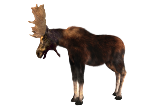 Moose png transparent images free download vector files