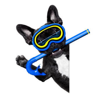 Diving png transparent images free download vector files