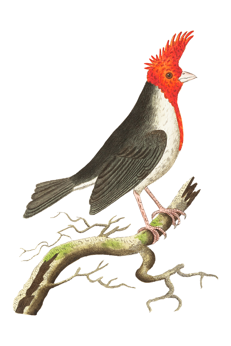 Cardinal bird images free photos png stickers wallpapers backgrounds