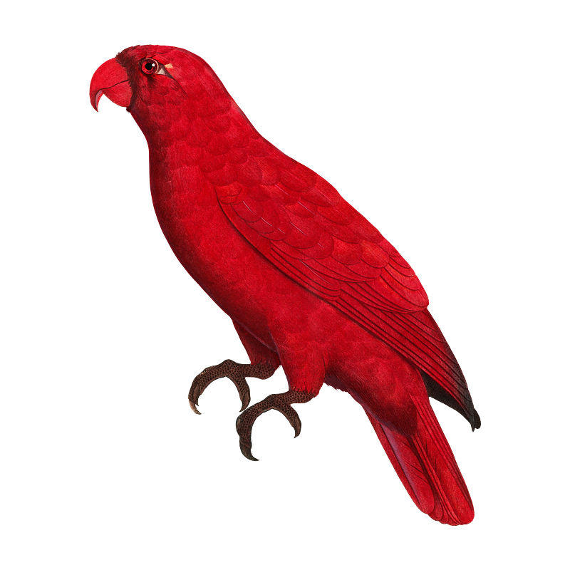 Cardinal bird images free photos png stickers wallpapers backgrounds
