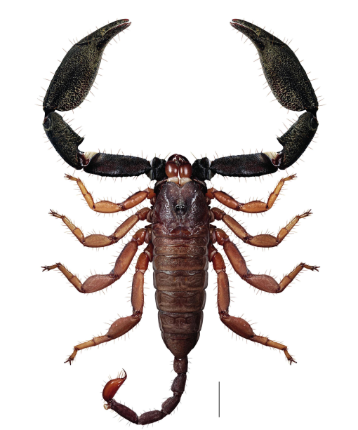 Atlas of australasian hormurid scorpions i the genus hormurus thorell in papua new guinea exceptional morphological diversity in male and female copulatory structures suggests genital coevolution