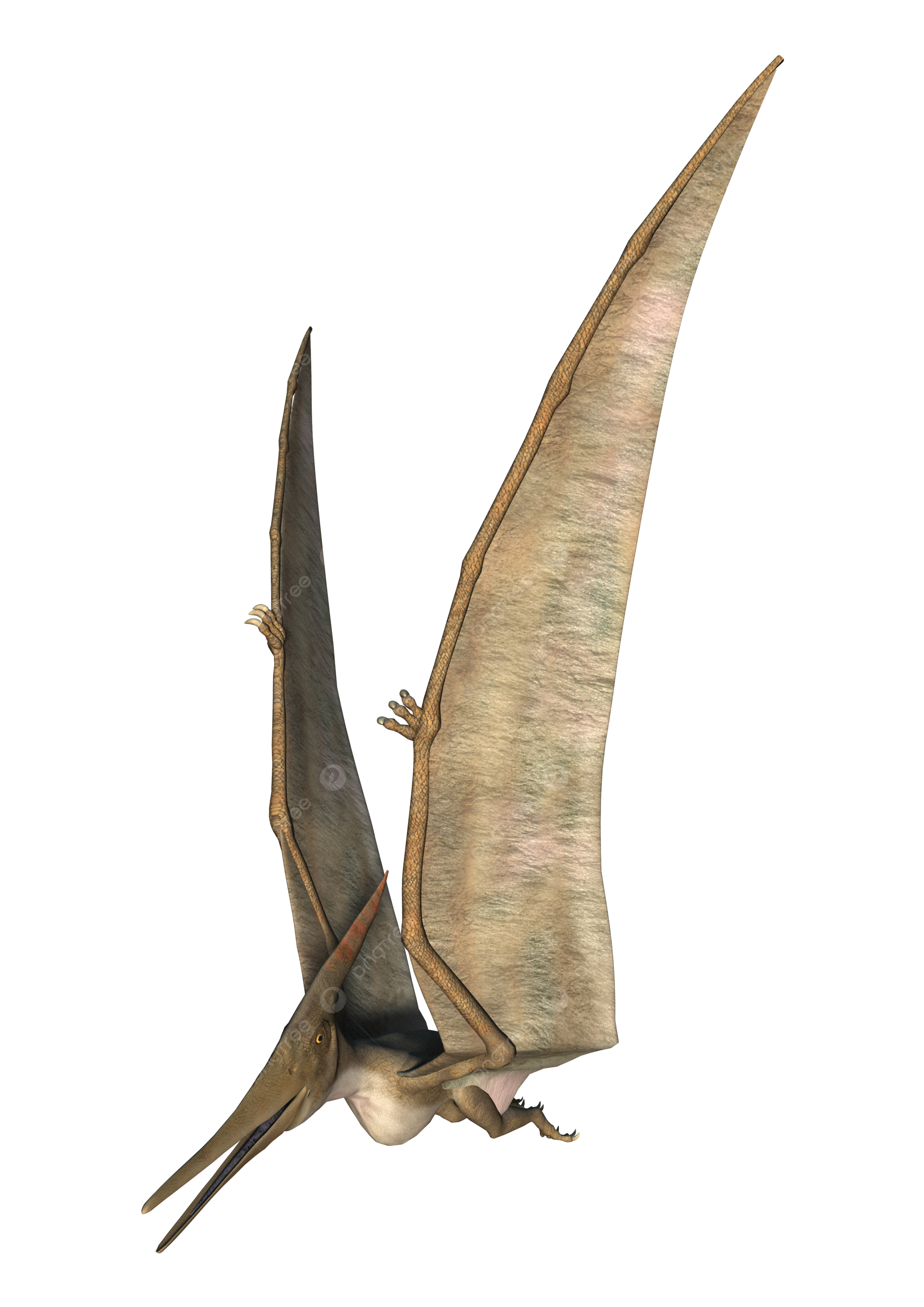 Pteranodon png vector psd and clipart with transparent background for free download