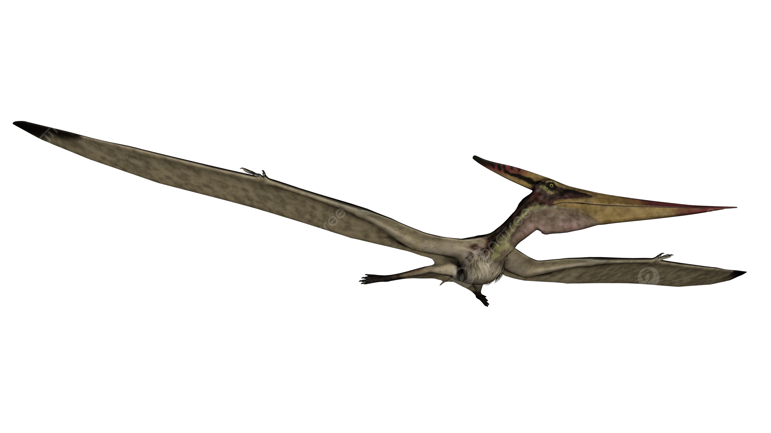 Pteranodon png vector psd and clipart with transparent background for free download