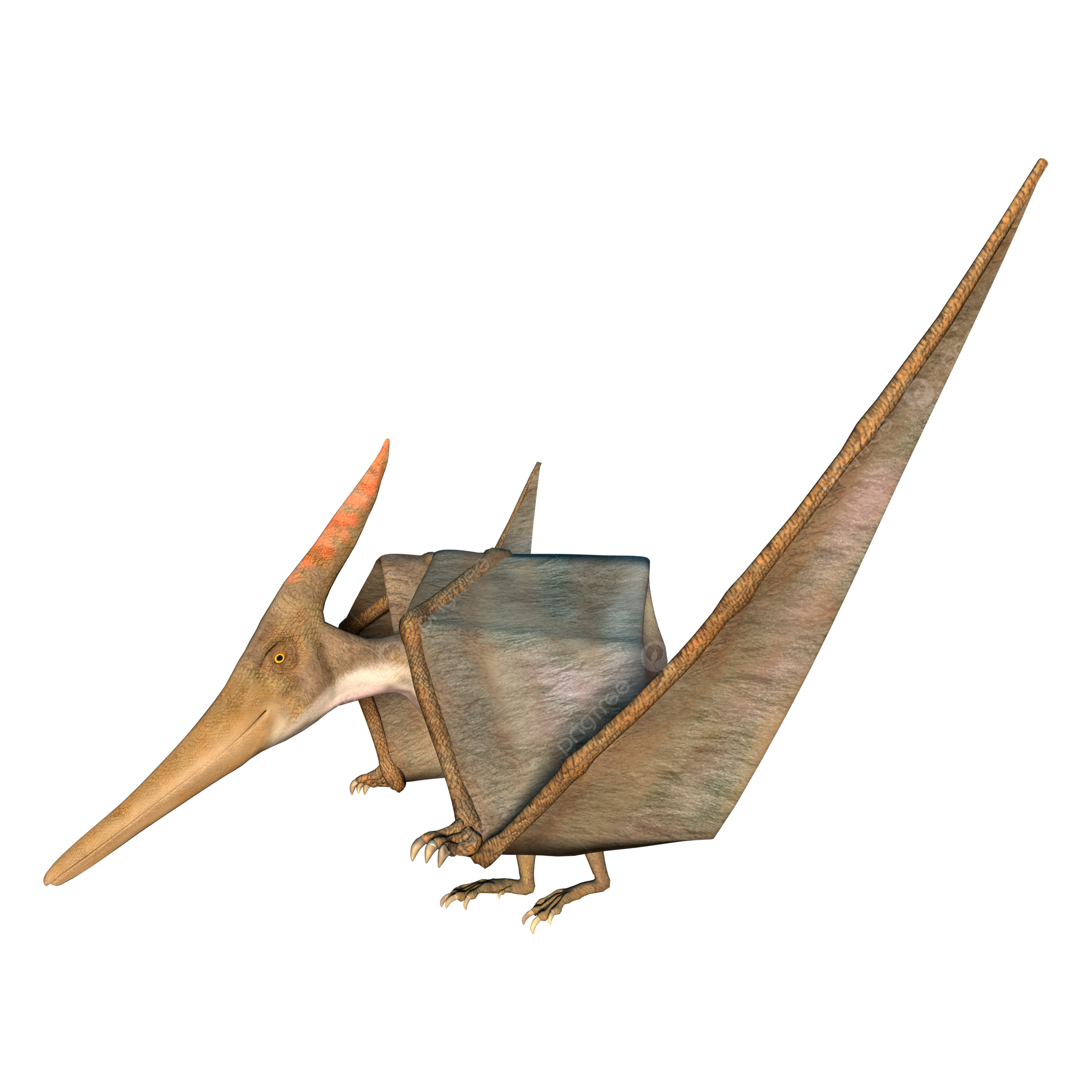 Pteranodon png vector psd and clipart with transparent background for free download