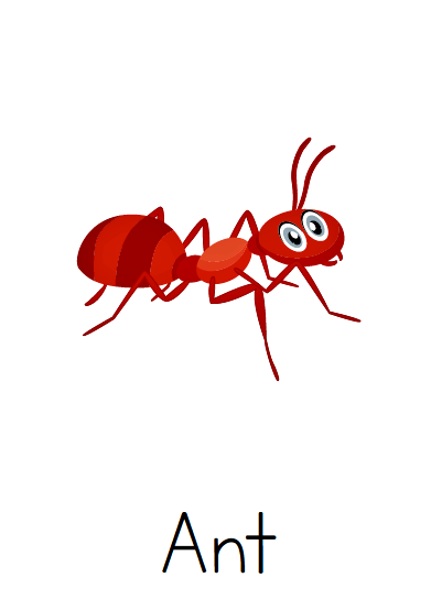 Laminated insects flash cards a for school or home educational aid teach