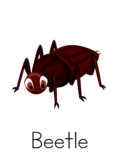 Laminated insects flash cards a for school or home educational aid teach