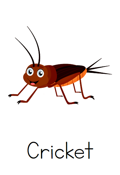 Laminated insects flash cards a for school or home educational aid teach