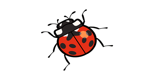 What are minibeasts