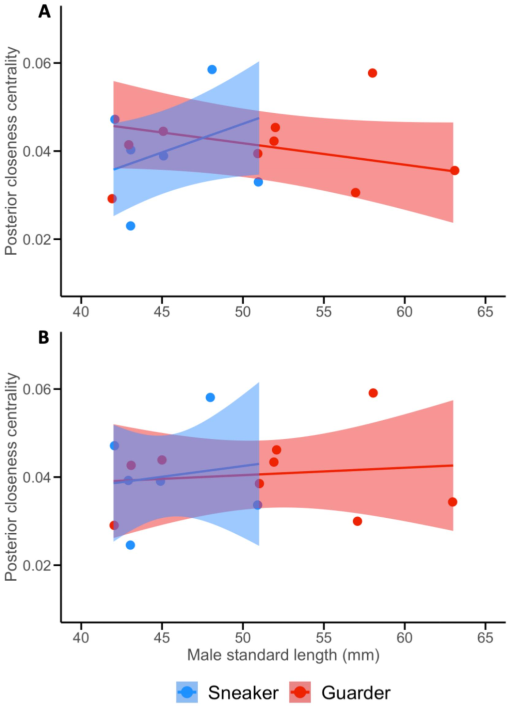 Male position in a sexual network reflects mating role and body size