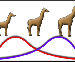 Evolution flashcards