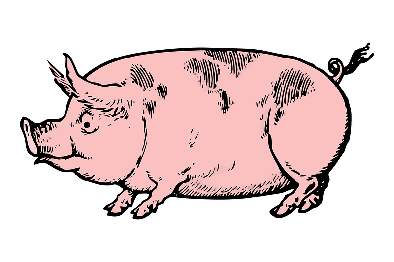 Pig icon images free photos png stickers wallpapers backgrounds