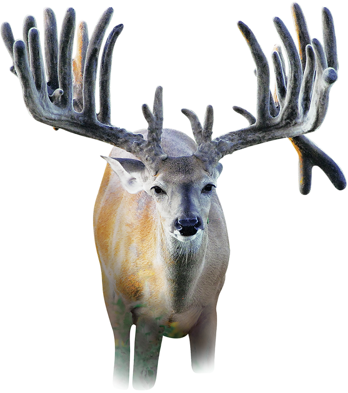 J ranch breeder bucks caliente