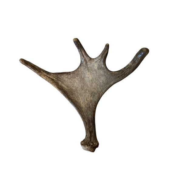 Whole moose antlers chewy pawz full moose paddles