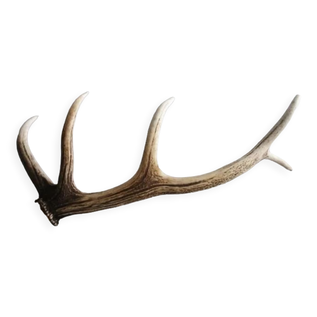 Deer antlers