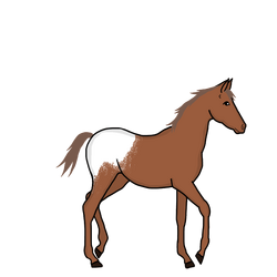 Arabian wiki