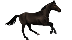 Belgian warmbloodgallery