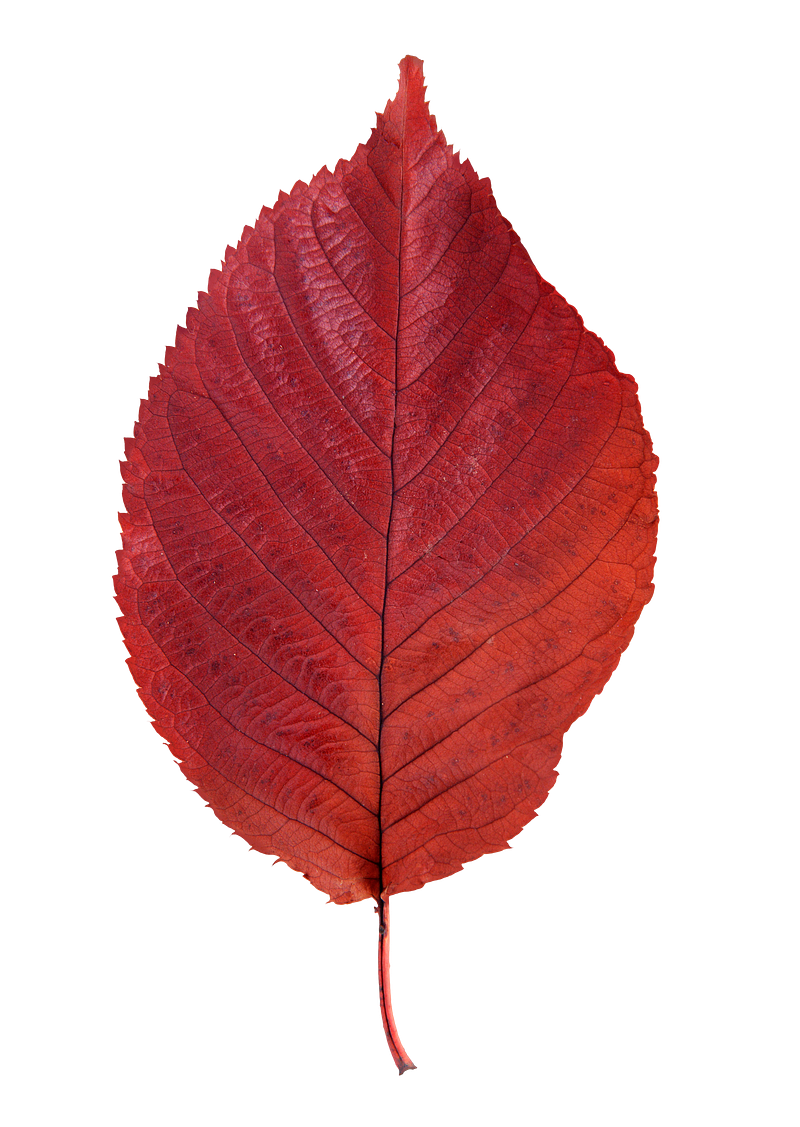 Leaves png images free png vector graphics effects backgrounds