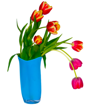 Tulip bouquet outline art png transparent images free download vector files