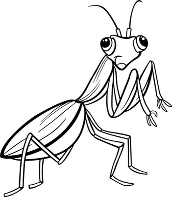 Cojãn decorativo mantis pãgina para colorear de dibujos animados de insectos