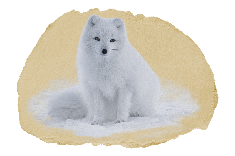 Arctic fox images free photos png stickers wallpapers backgrounds