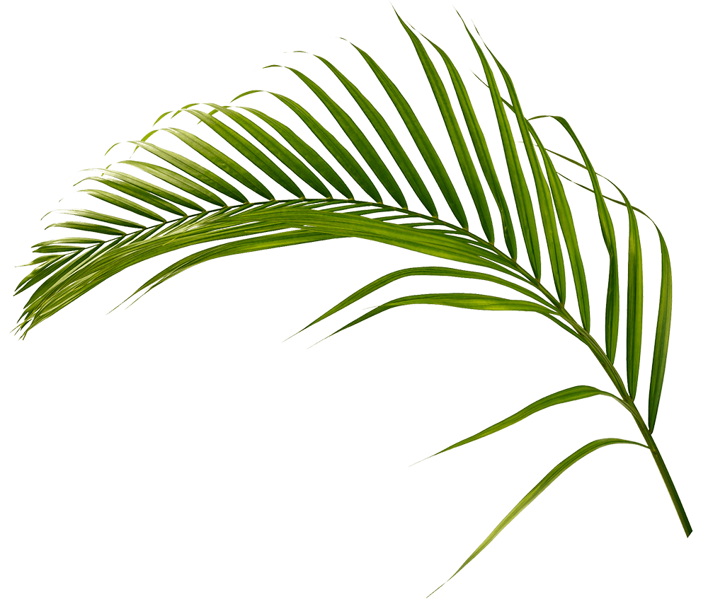 Get your free visitors guide the palm beaches