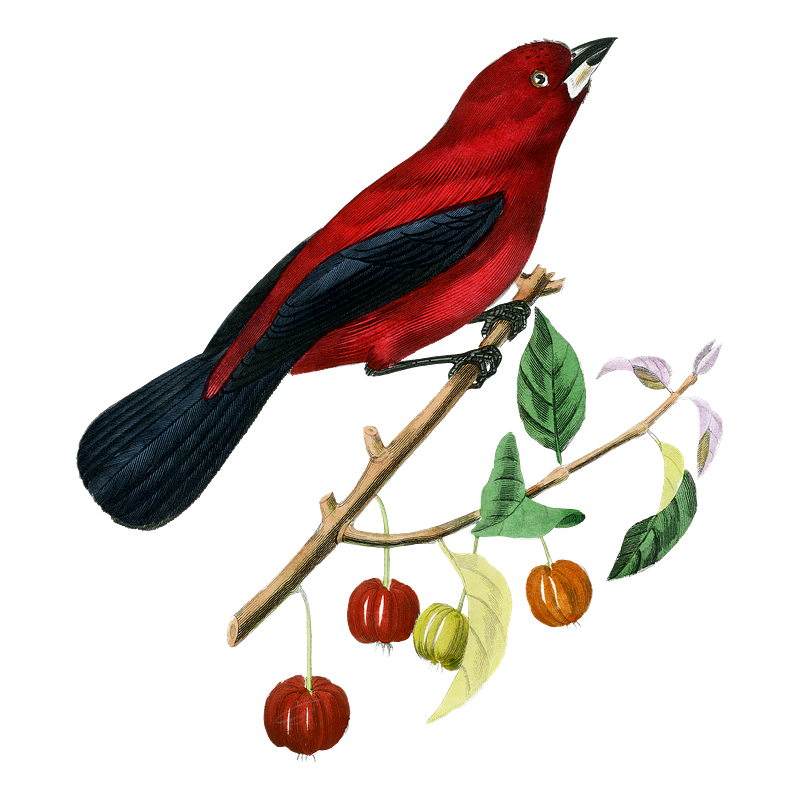 Brazilian animal images free photos png stickers wallpapers backgrounds